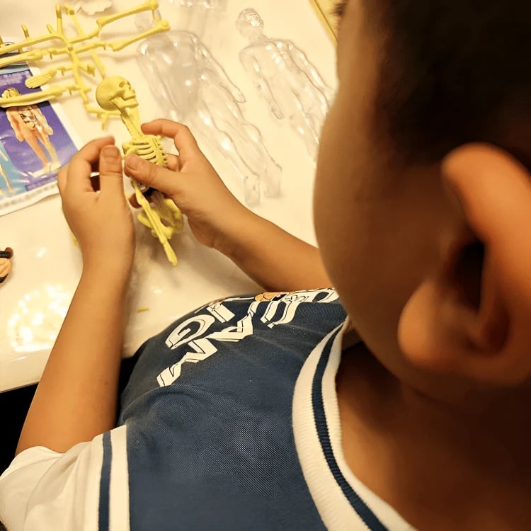 AnatoVision™ - Interactive 3D Human Anatomy Model for Study & Visualization