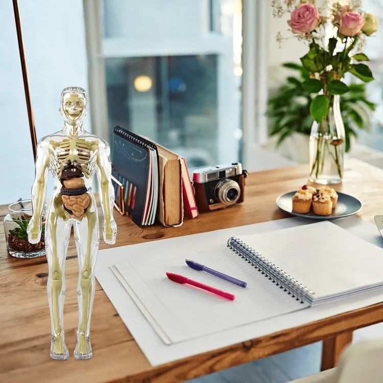 AnatoVision™ - Interactive 3D Human Anatomy Model for Study & Visualization