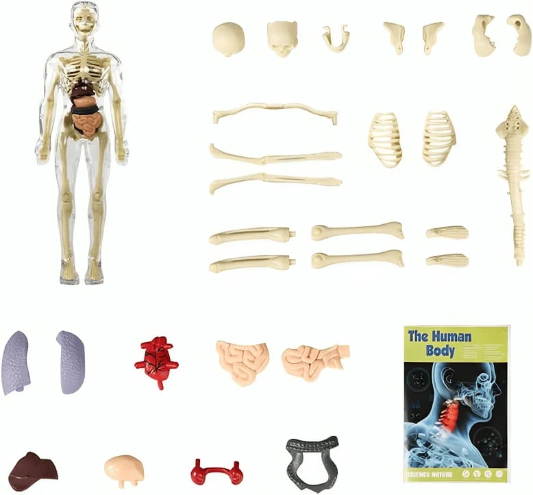AnatoVision™ - Interactive 3D Human Anatomy Model for Study & Visualization