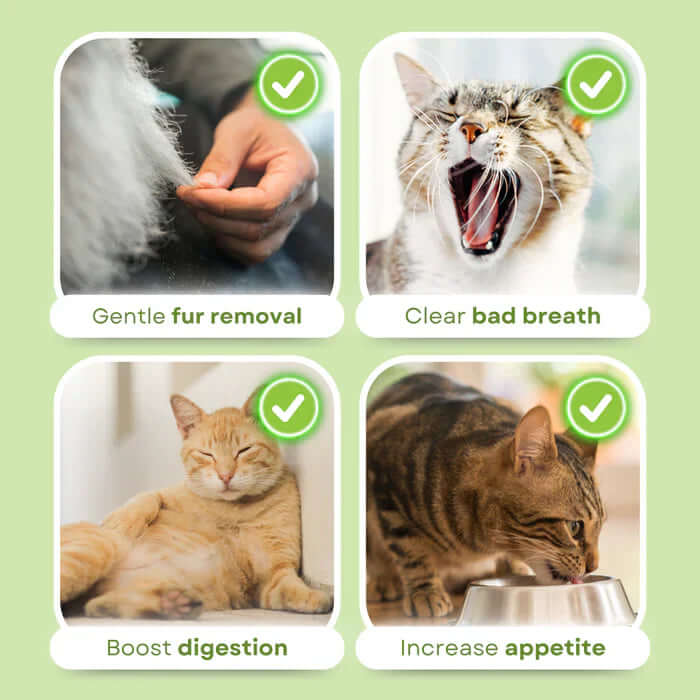 CatNutry™ – The Tasty Way to Support Your Cat’s Digestion & Wellness
