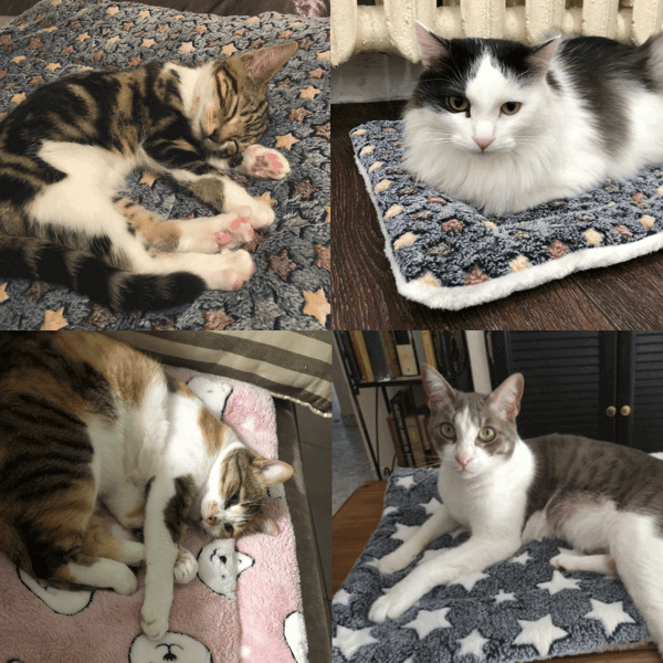 PetCozy™ - Ultra-Soft, Warm Blanket Designed to Soothe Anxious Cats